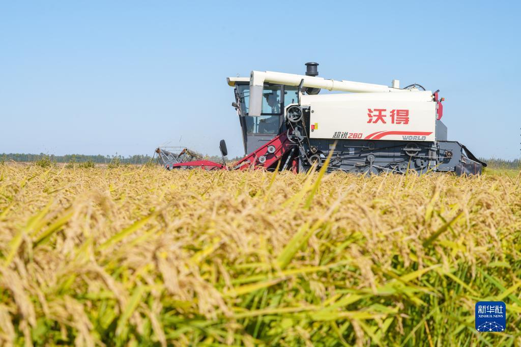 2025年白菜网站大全